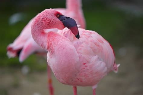 風水 動物|2021年あなたもこれで運気UP！？縁起の良い動物特。